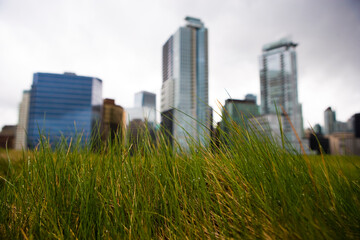 Fototapeta na wymiar Green roof in a downtown urban city