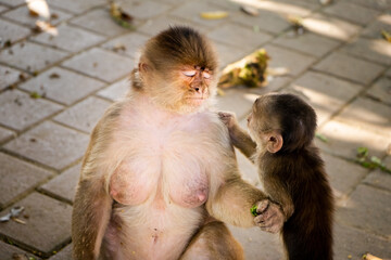 A baby monkey and a mother monkey having a serious conversation © Sandra