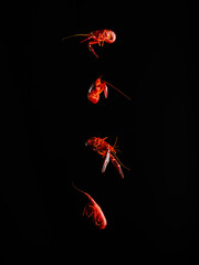 Red boiled shrimp in a frozen flight on a black background. Minimalism. Preparing healthy seafood dishes. Recipes for home and restaurant cuisine. Restaurant, hotel, picnic.
