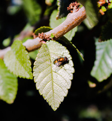 Fly on a big green leaf