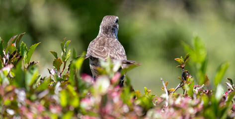 Photograph of a beautiful Chalk-browed mockingbird.