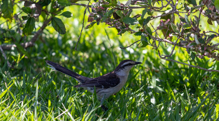 Photograph of a beautiful Chalk-browed mockingbird.
