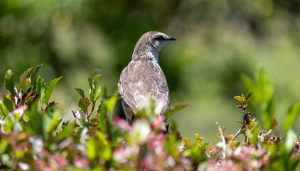 Photograph of a beautiful Chalk-browed mockingbird.	