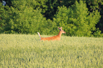 deer in the grass