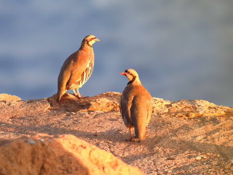 Pair of Chukar Partridge
