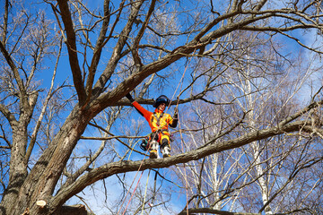 Tree surgeon. Working with a chainsaw. Sawing wood with a chainsaw.