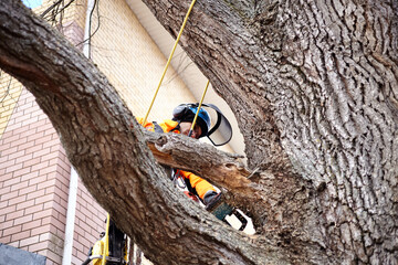 Tree Surgeon. Deleting the emergency tree. Cutting down an old oak tree.