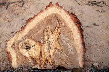 Sawn oak trunk . Sawn wood with a chainsaw.