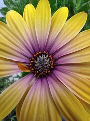 Image d'une belle fleur jaune et violette. © Louis
