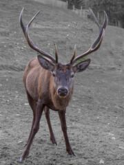 Rothirsch. hirsch, rotwild, von vorne.