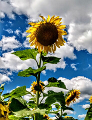 sunflower and sky