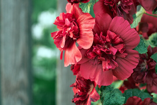 Alcea Rosea or hollyhock, or malva. A double form in red. They are popular garden ornamental plant. Close-up of blooming hollyhock flowers in the summer garden.