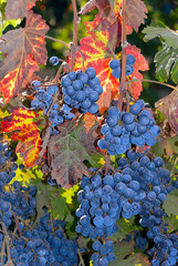 Red Grapes On The Vine