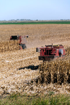Combines Harvesting Corn