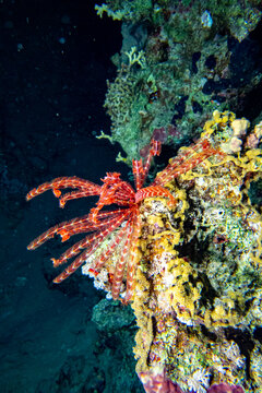 Ara&ntilde;a marina