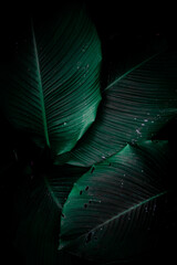 Screen background with green foliage as background texture