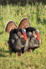 Wild Turkeys