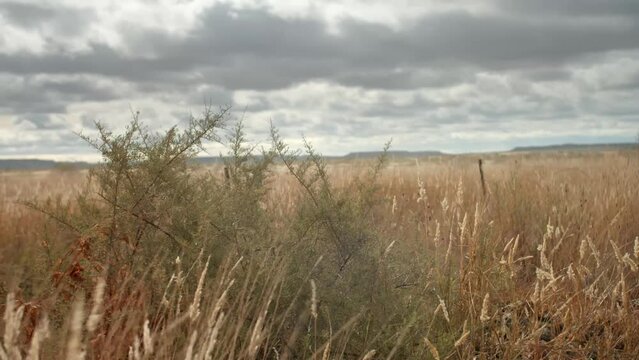 Beautiful field with golden grass under the cloudy sky in Karoo, South Africa