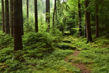 Czech Border with Austria, Lonely Forest Path