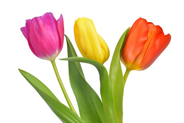 Bouquet of colorful tulips isolated on transparent background, PNG. - 546976898