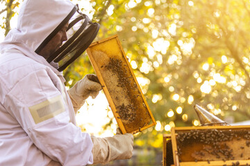 Beekeeper on an apiary, beekeeper is working with bees and beehives on the apiary, beekeeping or apiculture concept