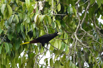 Crested oropendola, (Psarocolius decumanus) Icteridae family. Amazon rainforest, Brazil