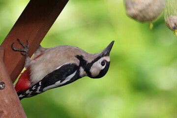 Auch der Buntspecht mag die Meisenknödel im Garten, die wir im Herbst für unsere Singvögel aufhängen