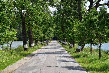 Alley between two ponds, Trebonsko