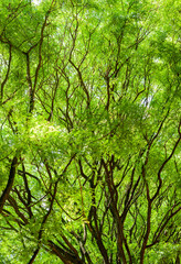 Folhas verdes