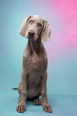 Funny dog on a colored, pink-blue background. Happy Weimaraner puppy 