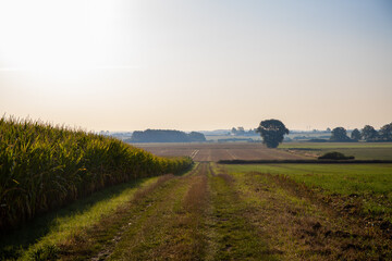 Fototapeta premium Dirt road next to cornfield in the background a village