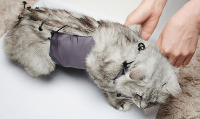 Set bandage on cat after surgery