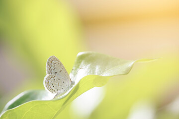 Closeup of butterfly with white wing on green leaf in the morning sunlight. Nature background in...