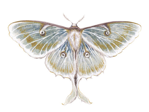 Watercolor vintage illustration with luna moth, moon butterfly, Actias luna isolated on white background.