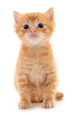 Kitten on white background.