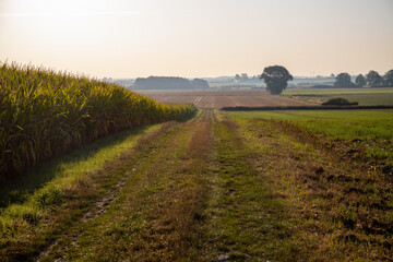 Dirt road next to cornfield in the background a village