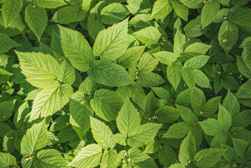 Ground elder (Aegopodium podagraria), a top-down view of the thicket. Spring / summer forest background