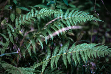 Fototapeta na wymiar Beautiful fern leaves