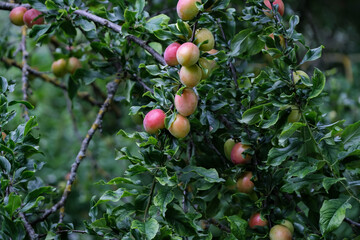 Closeup shot of big, ripe and unripe pink and green plums (prunus domestica) on the branches of the plum tree surrounded with green leaves in the garden