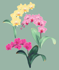 Fototapeta premium Vector set of high detailed orchid branches