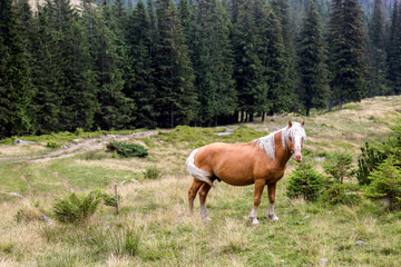 Obraz na płótnie Canvas Beautiful horse in the spruce forests. Green and blue mountains and hills. Carpathian Mountains, Ukraine