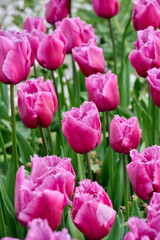 Fringed lilac pink tulip Louvre