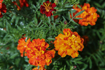 blurred floral background, wet marigold flowers ( Tagetes erecta) in the meadow after the rain