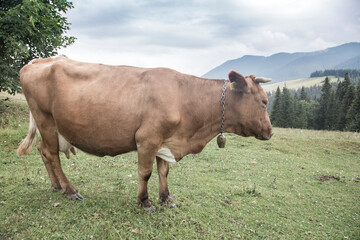 Beautiful brown cow in the spruce forests. Green and blue mountains and hills. Carpathian Mountains, Ukraine