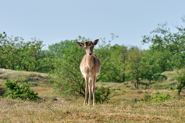 Naklejka na ściany i meble deer looks at me straight into the lens on an open plain with trees in the background