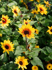Fototapeta na wymiar Helianthus annuus - Dwarf sunflowers blooming in a splendid range of yellows petals with mahogany bi-colors and brown centers on short branched stems