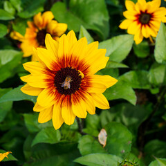 (Helianthus annuus ) A bee foraging on the chocolate-brown heart of a dwarf sunflower with yellow petals tinged with brown on a short stem