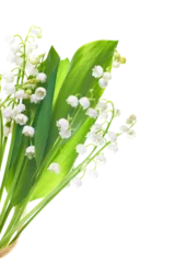 Foto op Plexiglas White flowers lilies of the valley isolated in PNG isolated on transparent background © Pavlo Vakhrushev