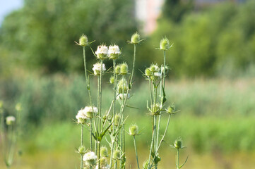 Closeup of green cutleaf teasel seeds and flowers with blurred background