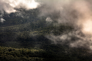 Mountain forest in the clouds